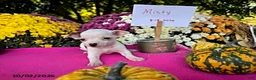 Chihuahua dogs for sale: Misty - Ad 3
