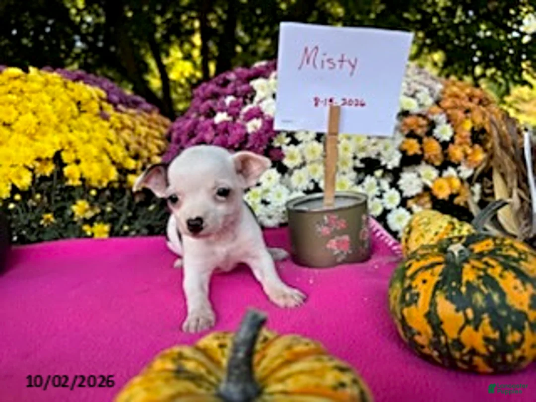 Chihuahua dogs for sale: Misty - Ad 3