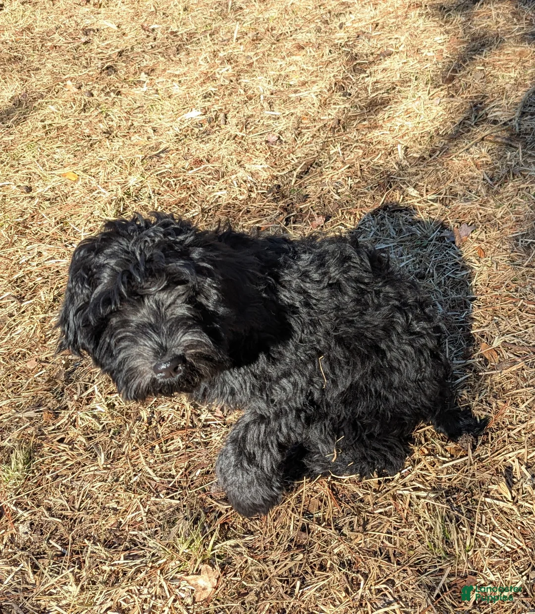 Whoodle dogs for sale: Purple - Ad 1