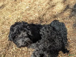 Whoodle dogs Purple - Ad 2