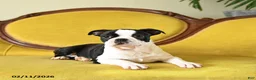 Boston Terrier dogs for sale: Dasher - Ad 8