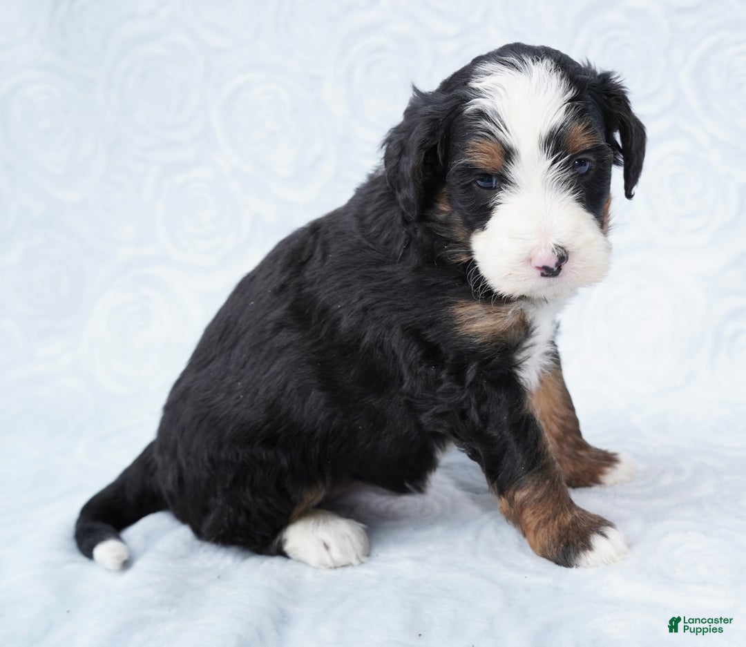 Mini Bernedoodle dogs for sale: Cali  - Ad 4