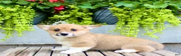 Welsh Corgi Pembroke dogs for sale: Reba  - Ad 6