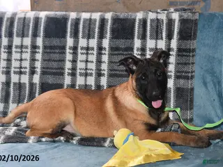 Belgian Malinois dogs Belle - Ad 1
