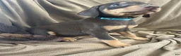 Doberman Pinscher dogs for sale: Blue Collar  - Ad 5