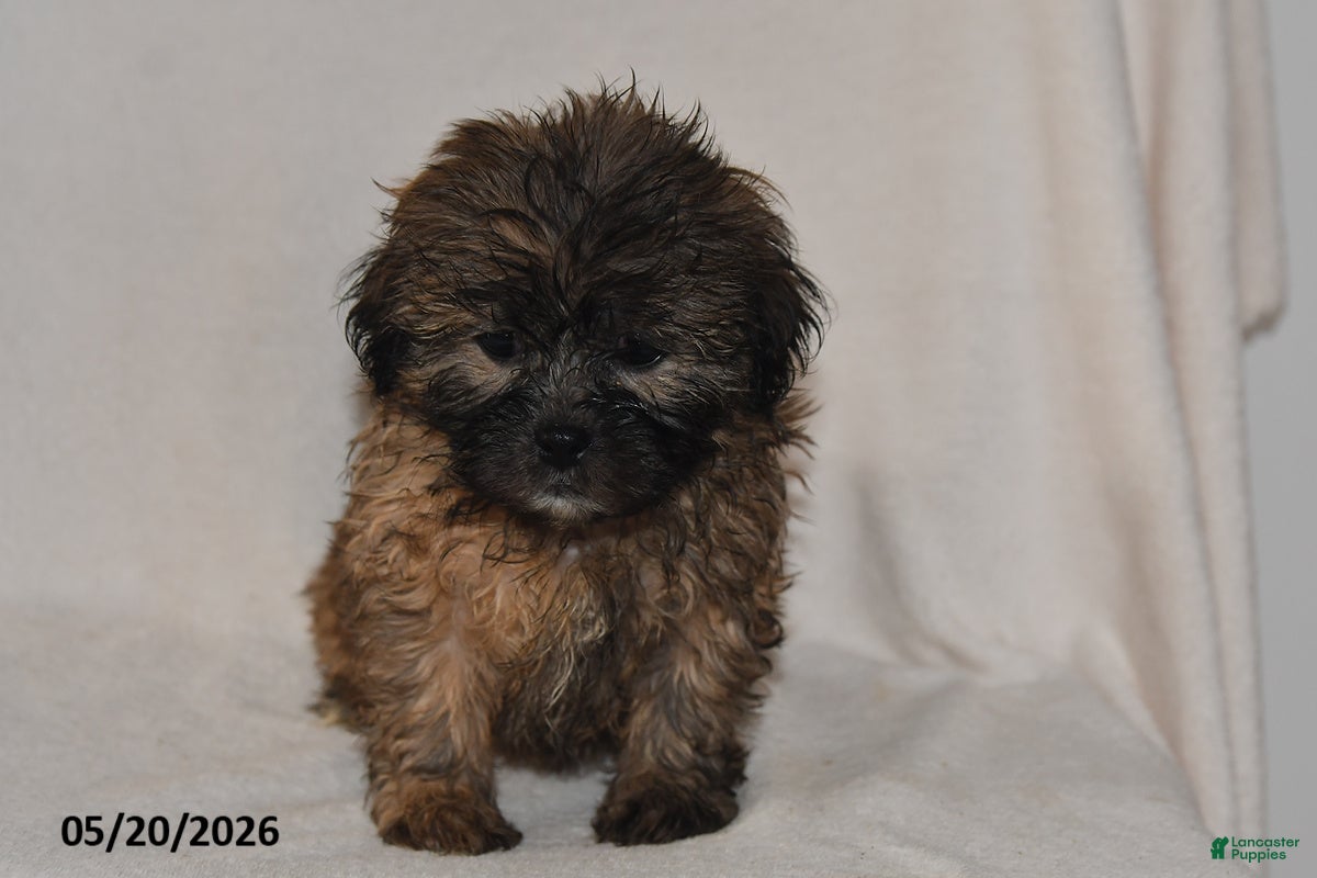 Teddy Bear dogs Jade - Ad 2