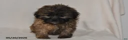 Teddy Bear dogs for sale: Jade - Ad 2