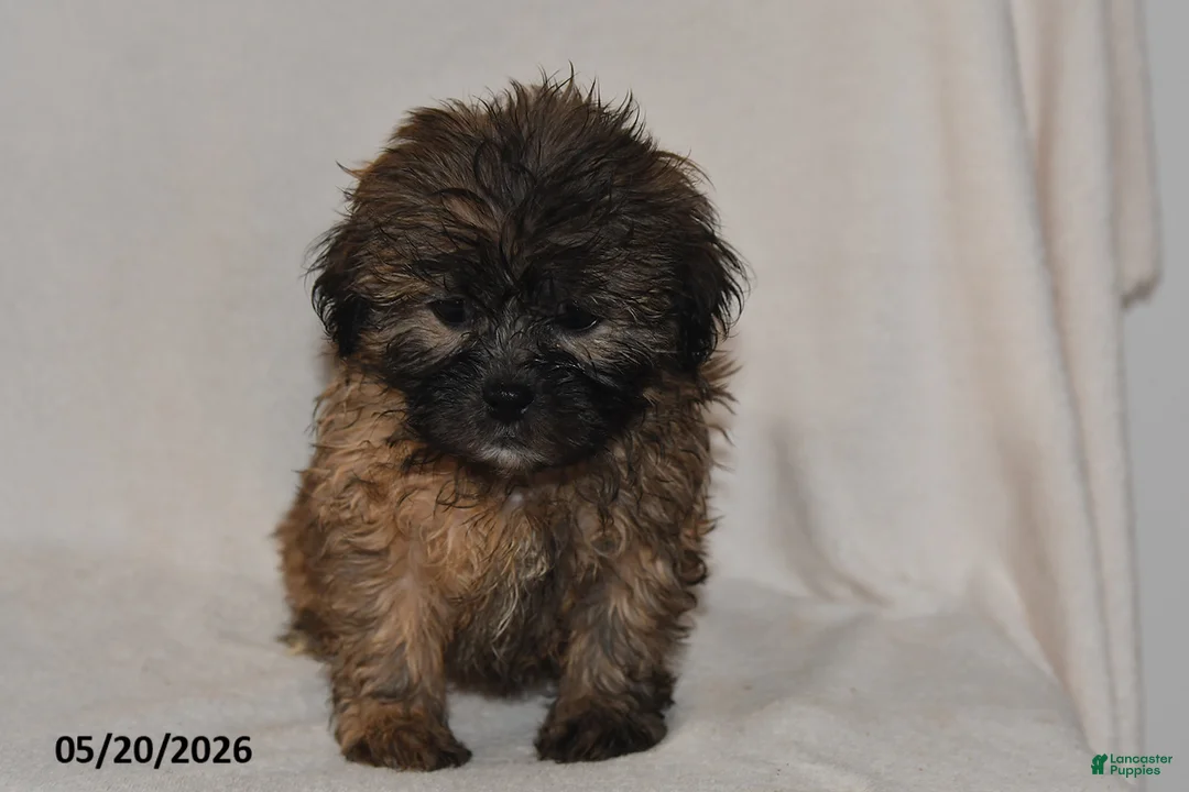 Teddy Bear dogs for sale: Jade - Ad 2