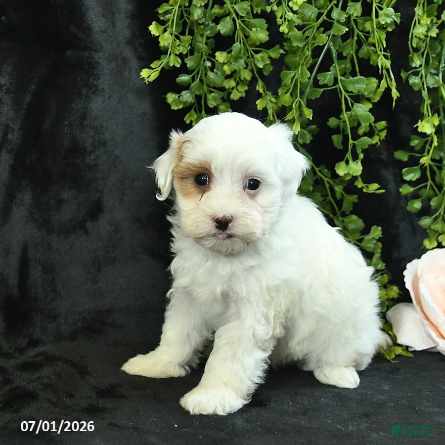 Maltipoo dogs Hadassah  - Ad 2