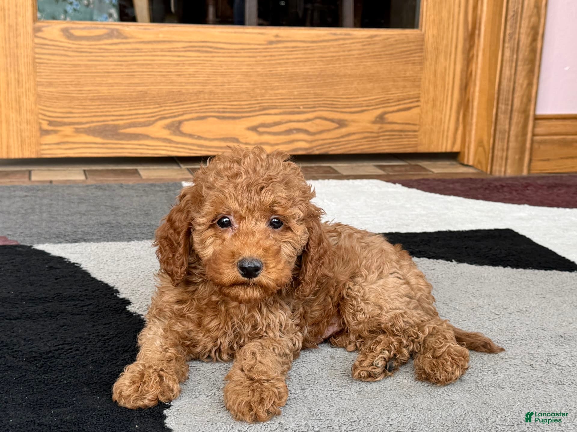 Cockapoo dogs Waylon - Ad 2