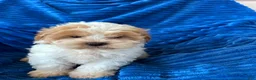 Shihpoo dogs for sale: DOLLY - Ad 7