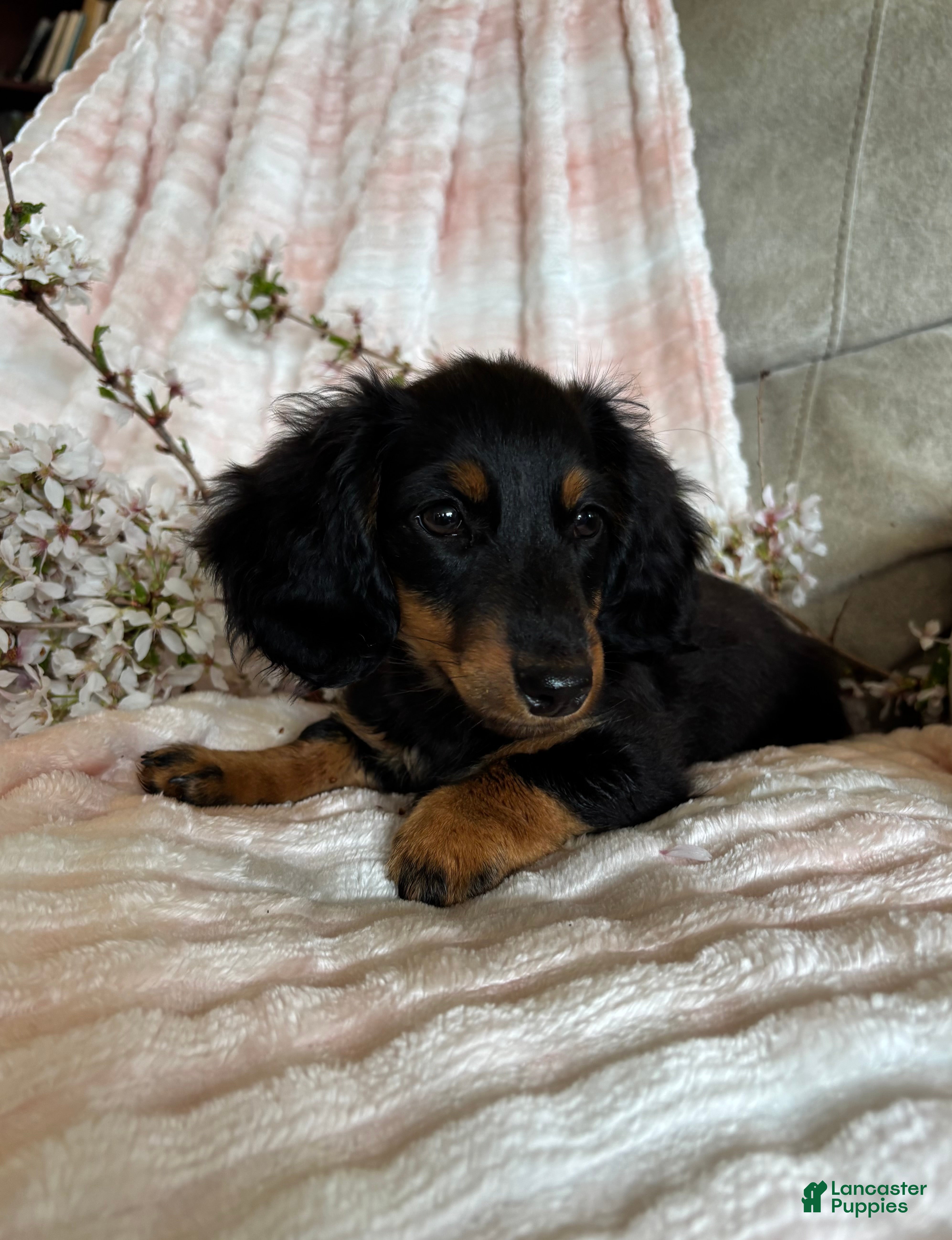 Miniature Dachshund dogs Cricket - Ad 1