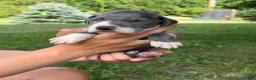 Great Dane dogs for sale: Dakota - Ad 3