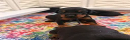 Doberman Pinscher dogs for sale: Electra-Pink Collar - Ad 4