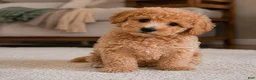 Miniature Poodle dogs for sale: milo - Ad 4
