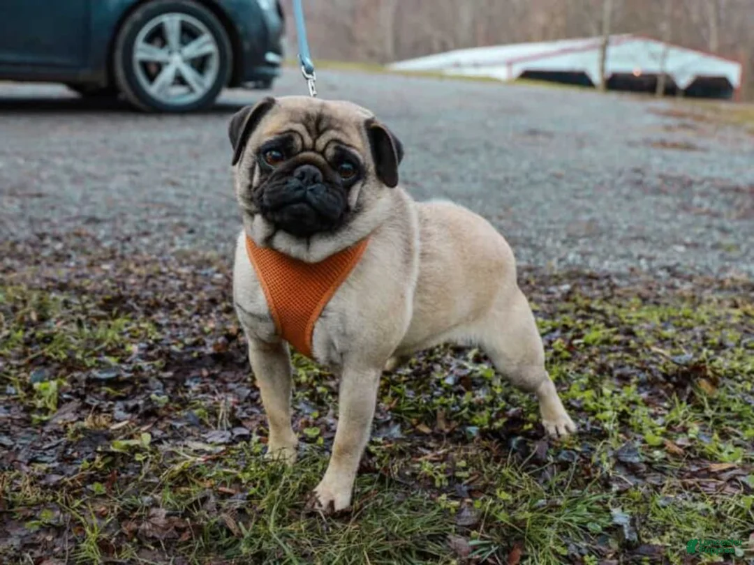 Pug dogs for sale: Sarge - Ad 5