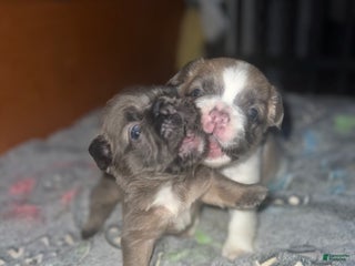 French Bulldog dogs - Ad 41