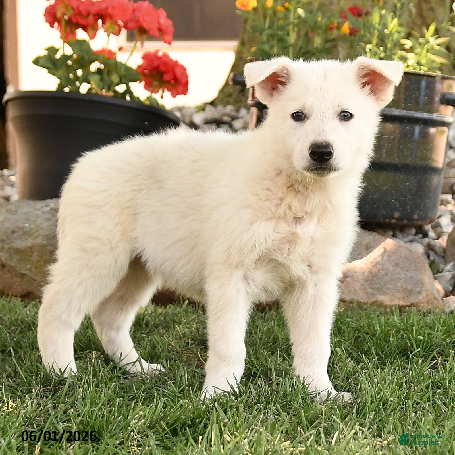 German Shepherd dogs Sally - Ad 2