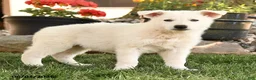 German Shepherd dogs for sale: Sally - Ad 2