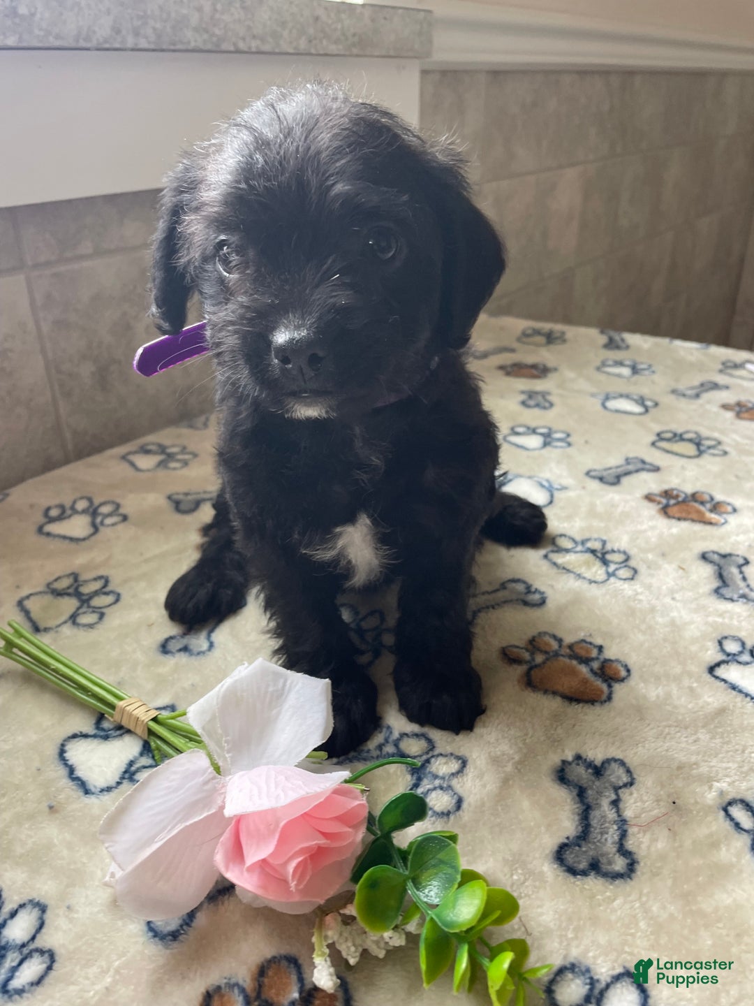 Mixed Breed dogs for sale: Muffin - Ad 3