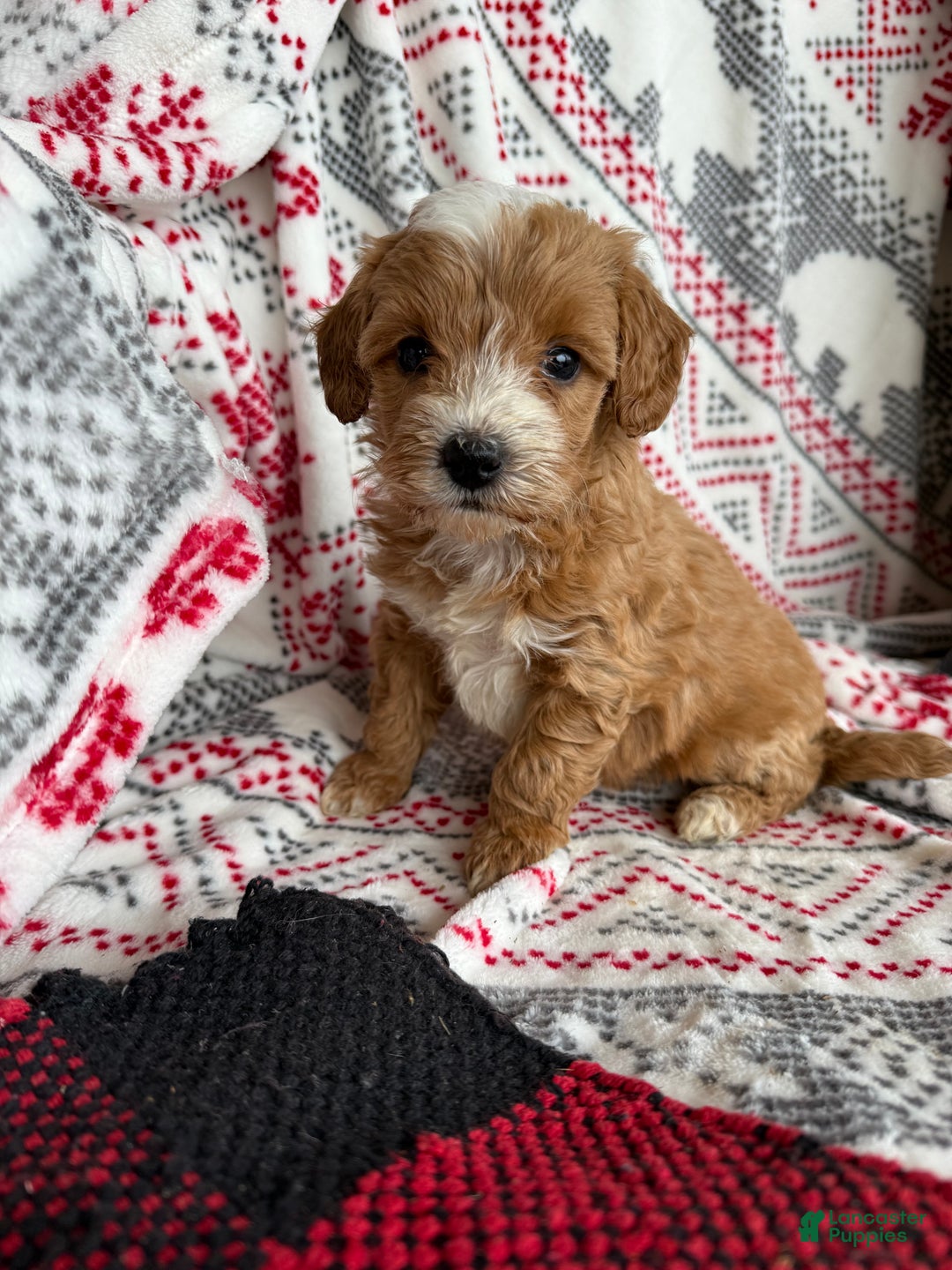 Mini Bernedoodle dogs for sale: Charlie - Ad 7