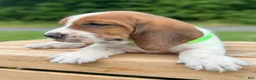 Basset Hound dogs for sale: Oliver - Ad 3