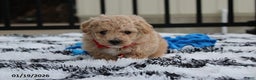 Bichpoo dogs for sale: Ranger - Ad 2