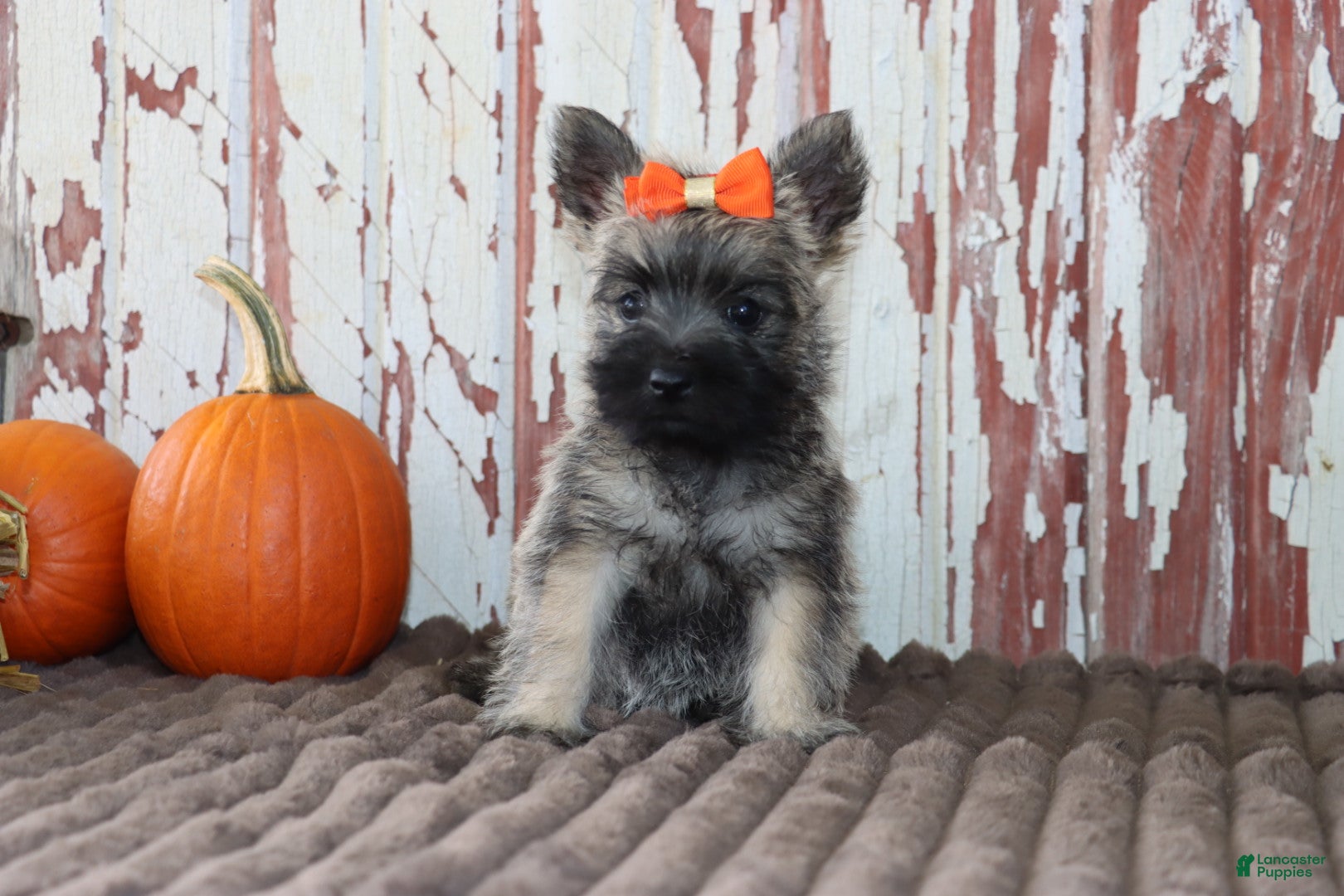 Cairn Terrier dogs Callie - Ad 1