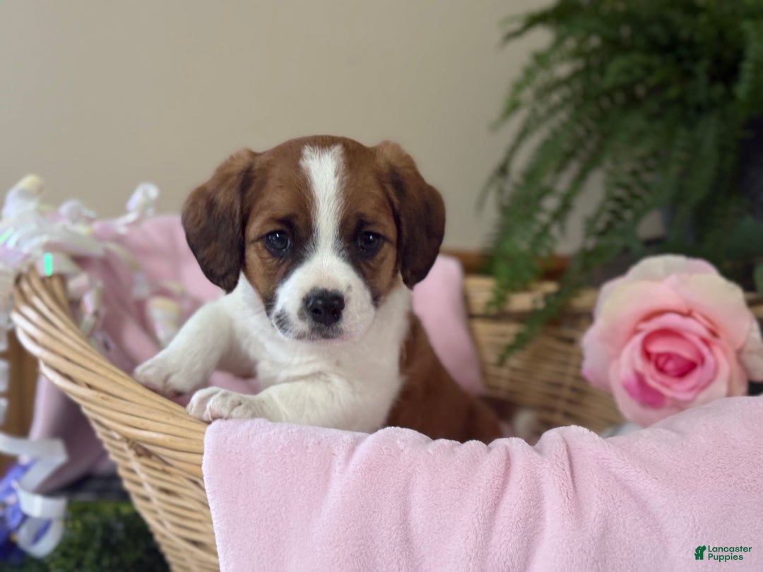 Mixed Breed dogs for sale: Coffee - Ad 2