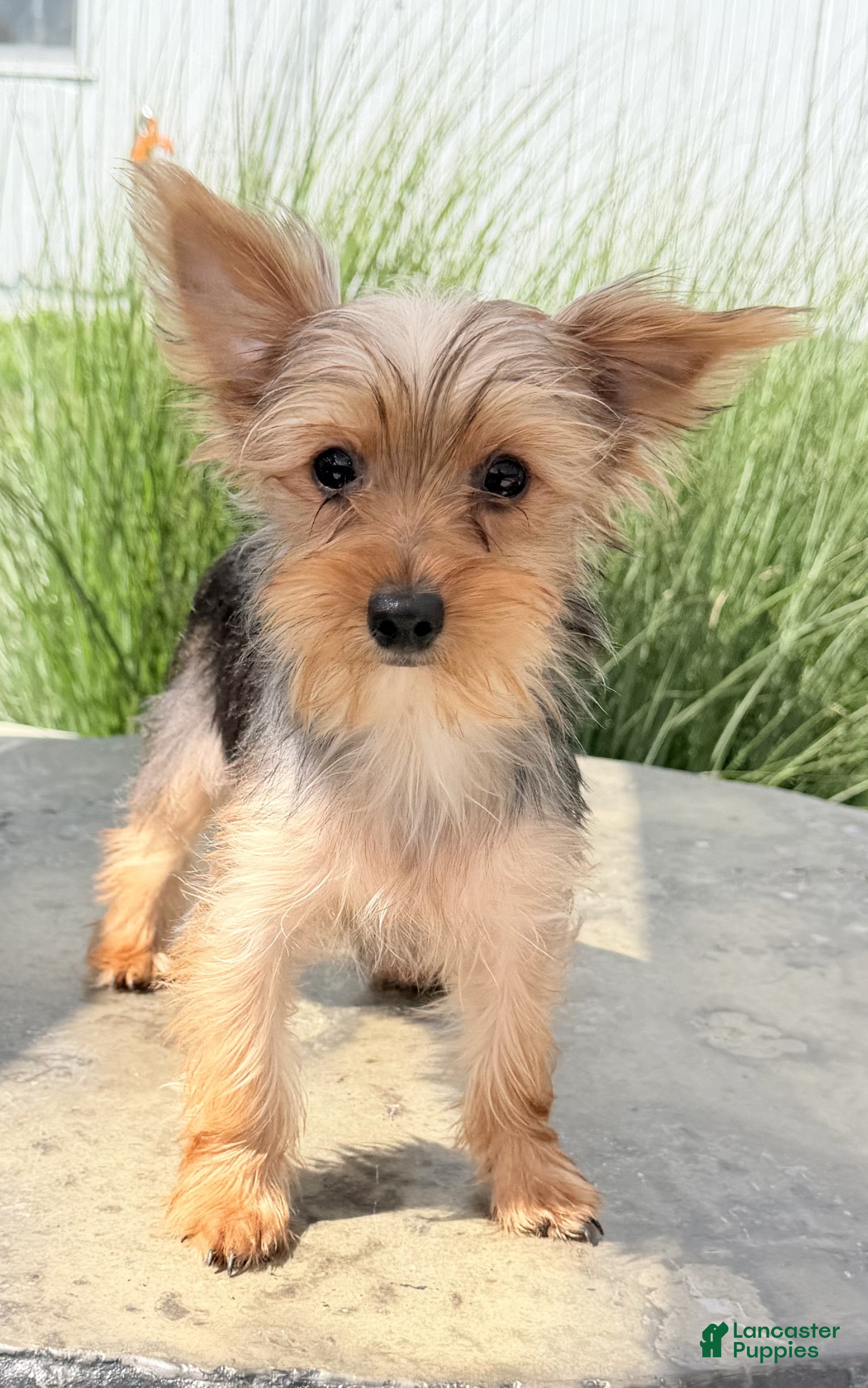 Yorkshire Terrier dogs Archie - Ad 2