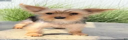 Yorkshire Terrier dogs for sale: Archie - Ad 2
