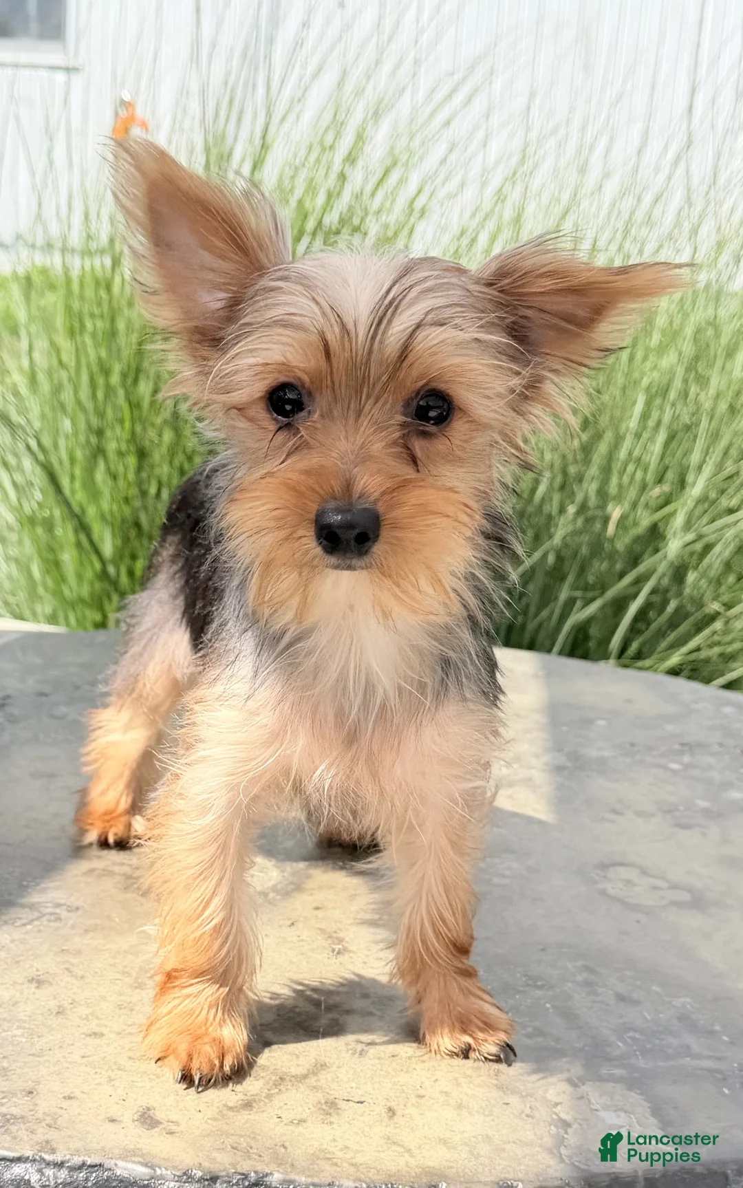 Yorkshire Terrier dogs for sale: Archie - Ad 2