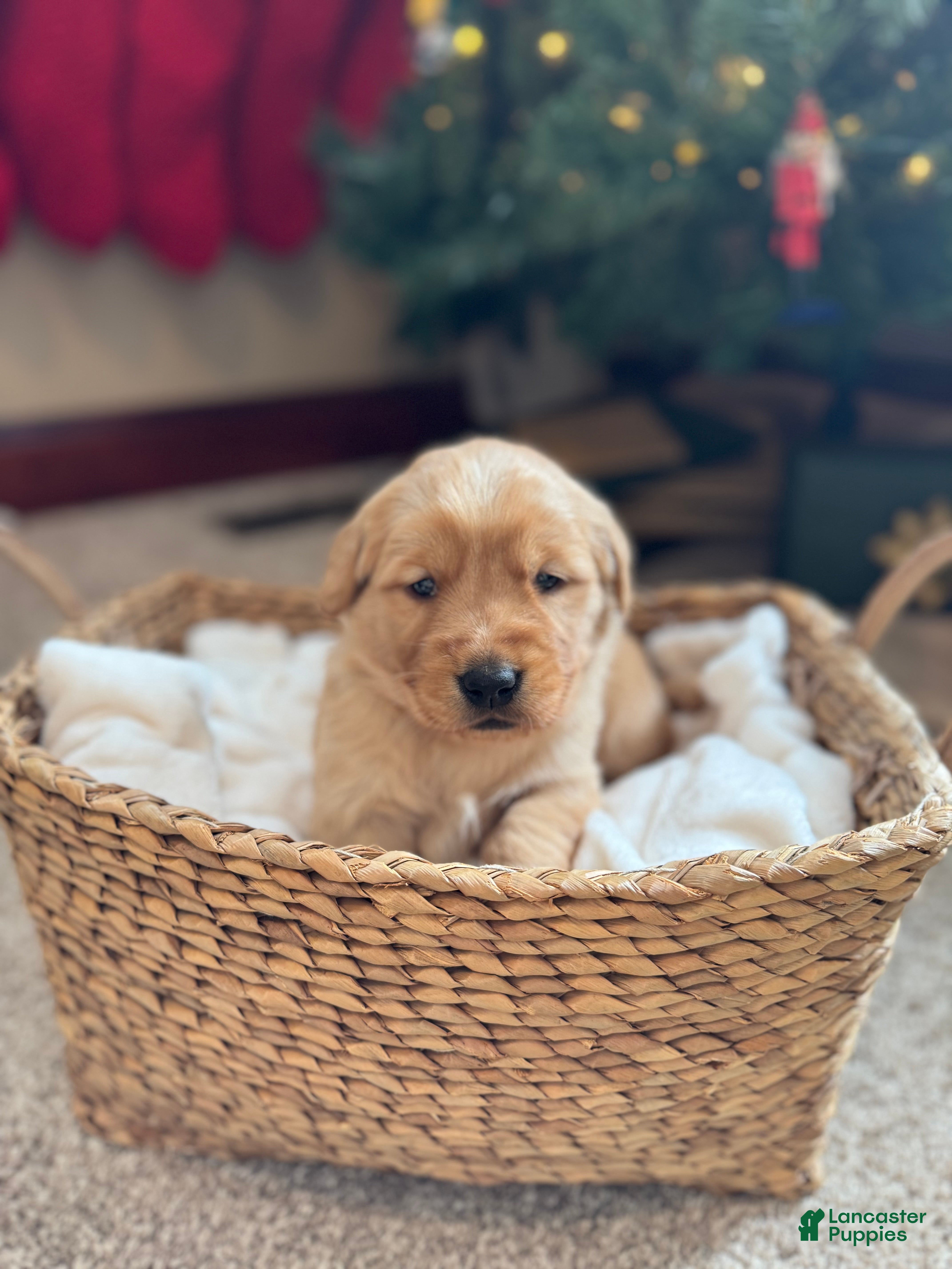 Golden Retriever dogs Star - Ad 11