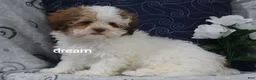 Shihpoo dogs for sale: Clay - Ad 3