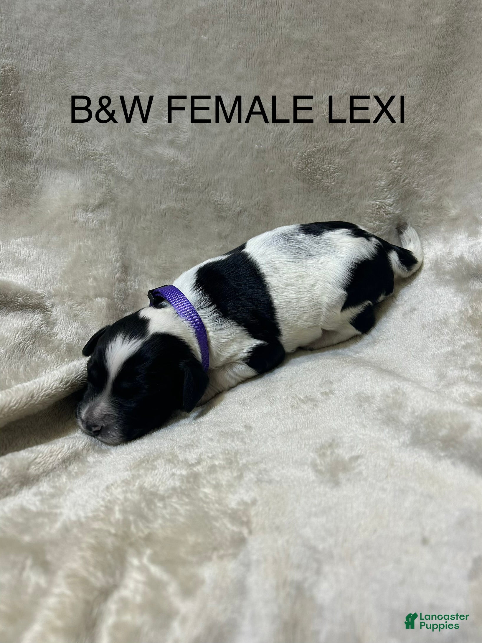 English Springer Spaniel dogs English Springer Spaniel 3 - Ad 1