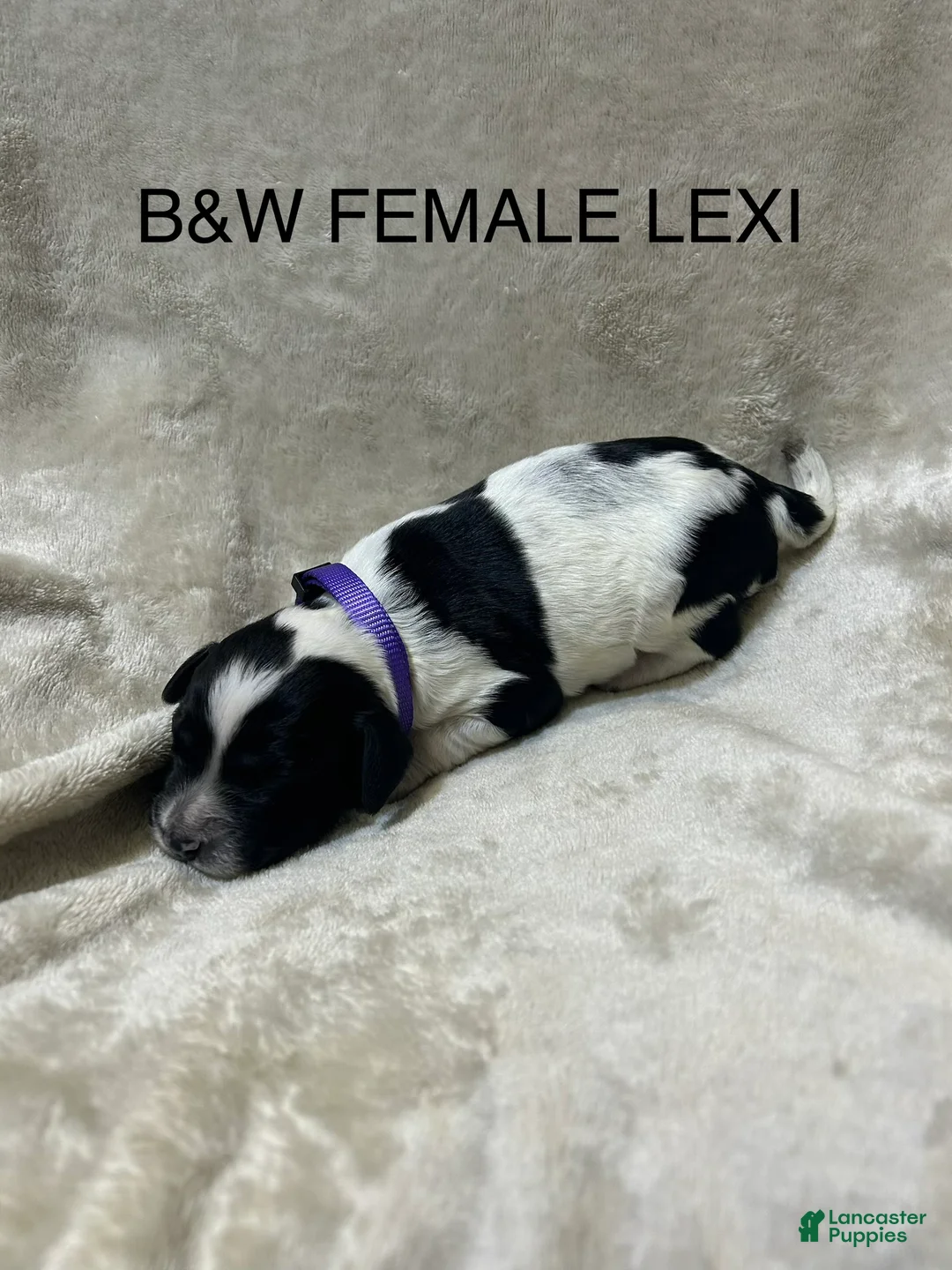 English Springer Spaniel dogs for sale: English Springer Spaniel 3 - Ad 1