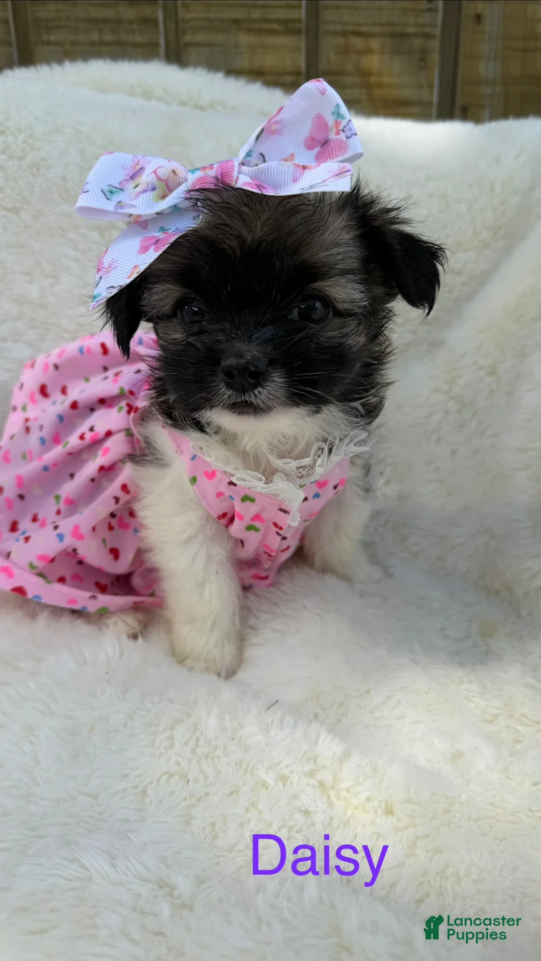 Chihuahua dogs for sale: Chihuahua Puppy 3 - Ad 2