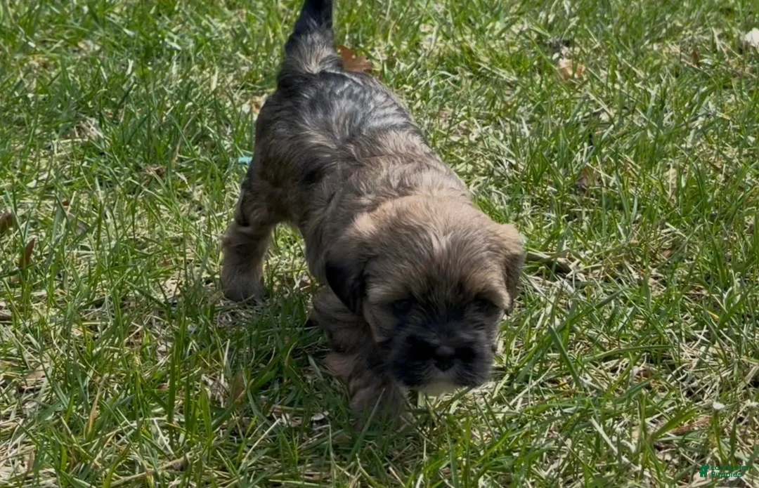 Yorkiepoo dogs for sale: Raven  - Ad 2