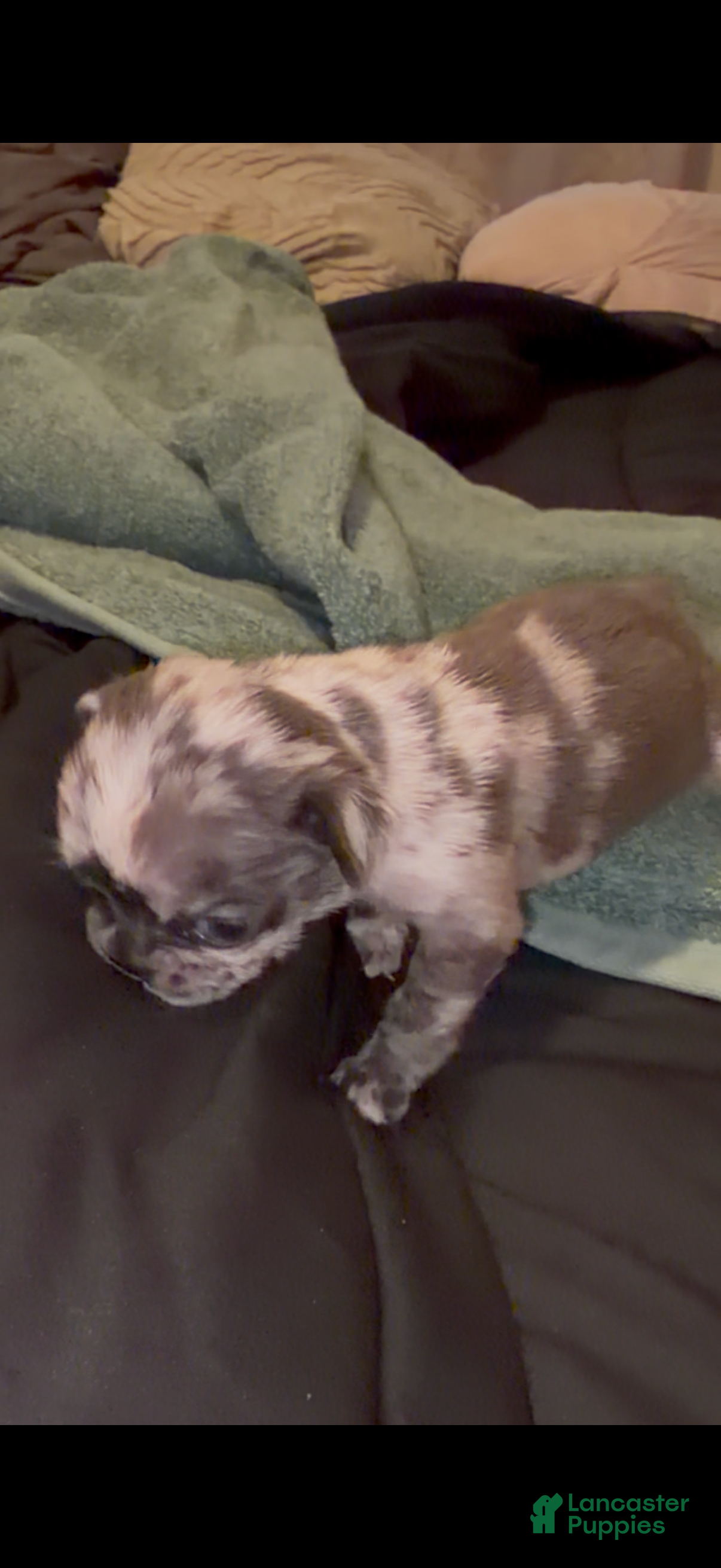 French Bulldog dogs Merle French Bulldog Puppy 1 - Ad 1