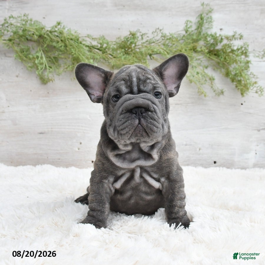 French Bulldog dogs Mocha - Ad 1