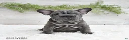 French Bulldog dogs for sale: Mocha - Ad 1