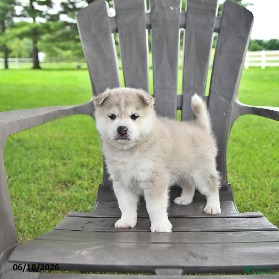 Pomsky dogs Aden - Ad 2