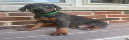 Doberman Pinscher dogs for sale: Wolverine - Ad 4