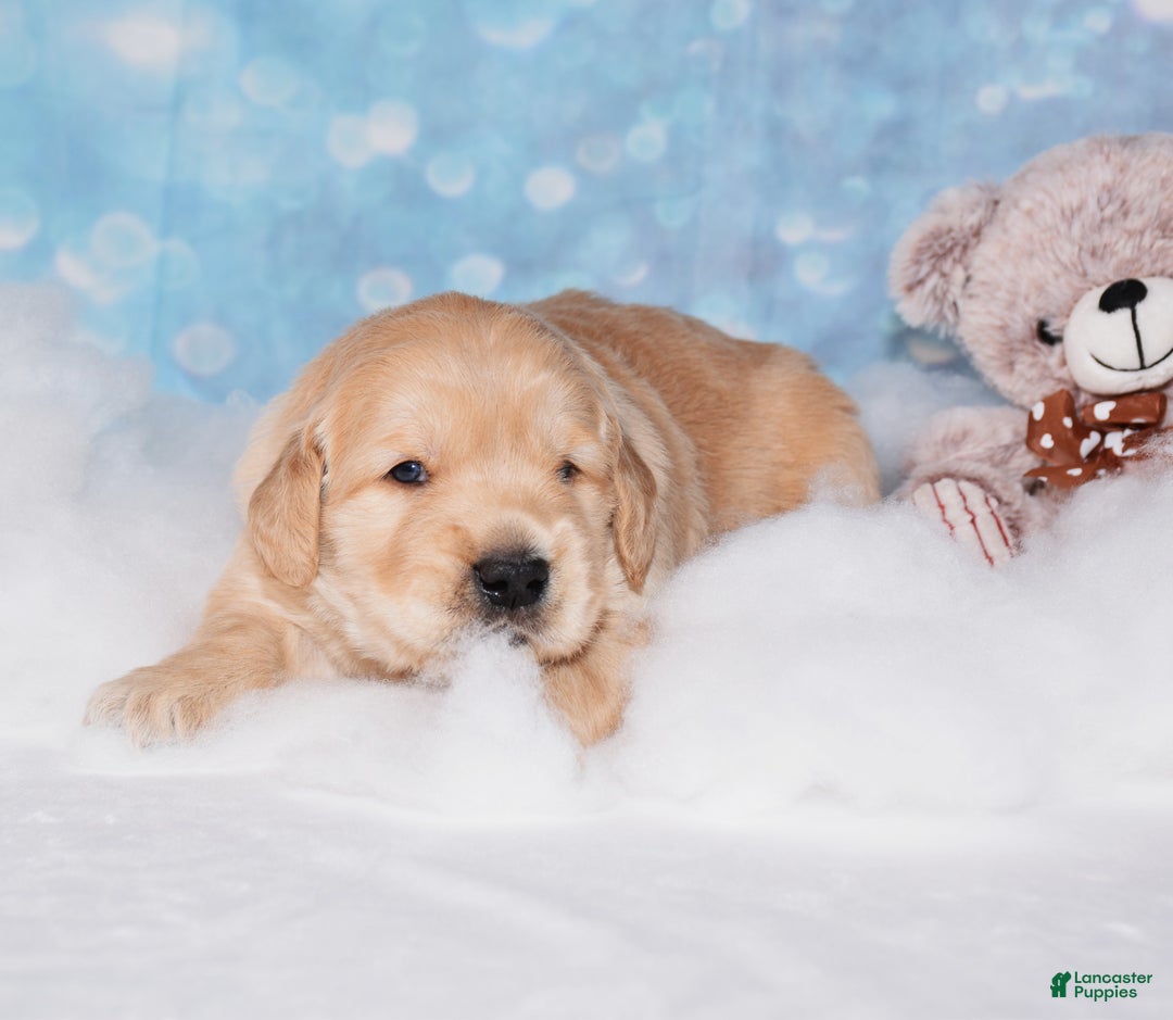 Golden Retriever dogs for sale: Bear - Ad 4