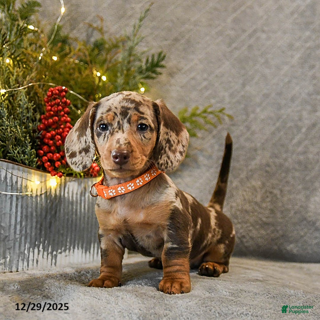Dachshund dogs for sale: Trouble - Ad 3