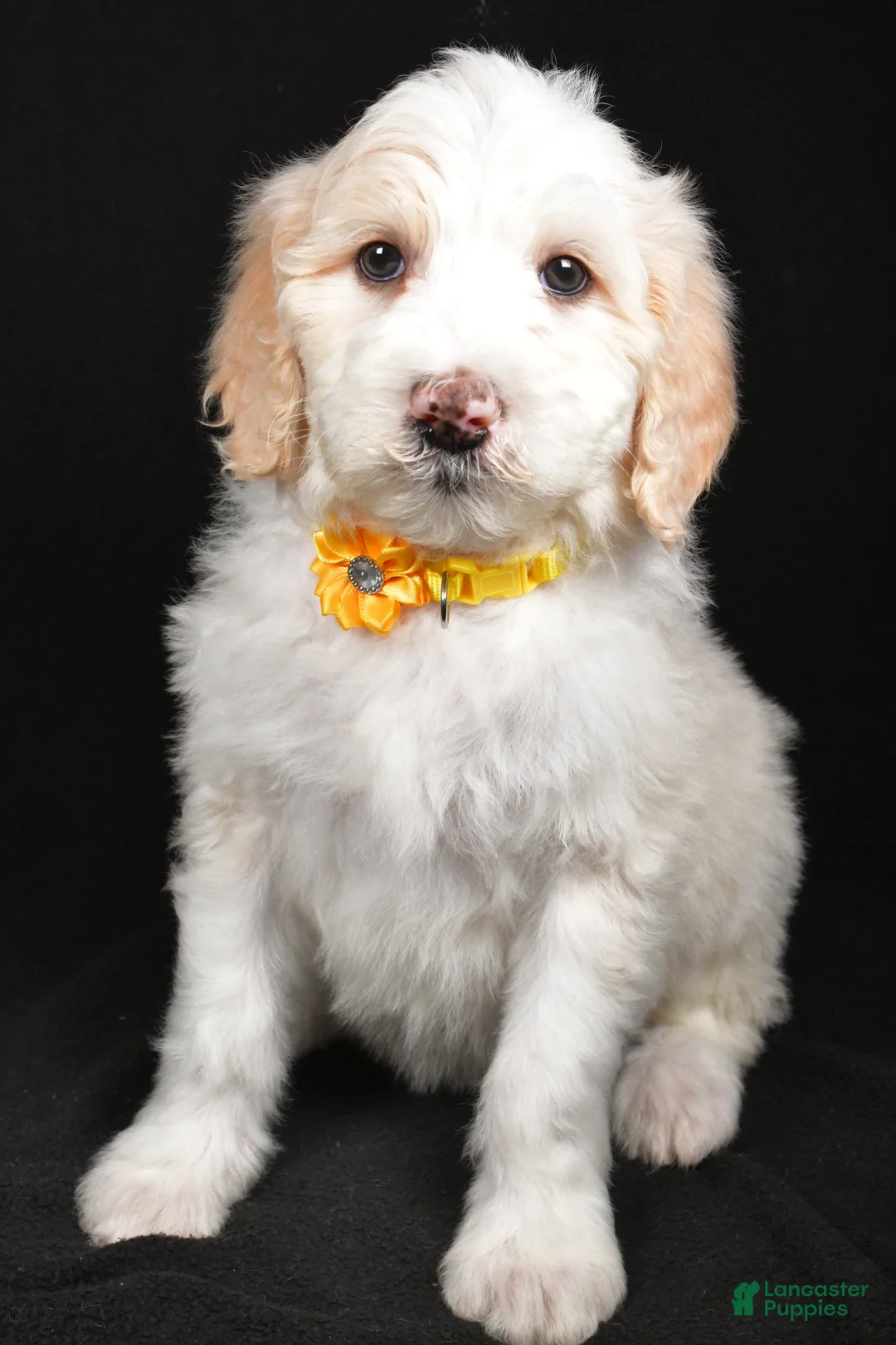 Sheepadoodle dogs for sale: Monica - Ad 7