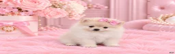 Pomeranian dogs for sale: Pomeranian 1 - Ad 2