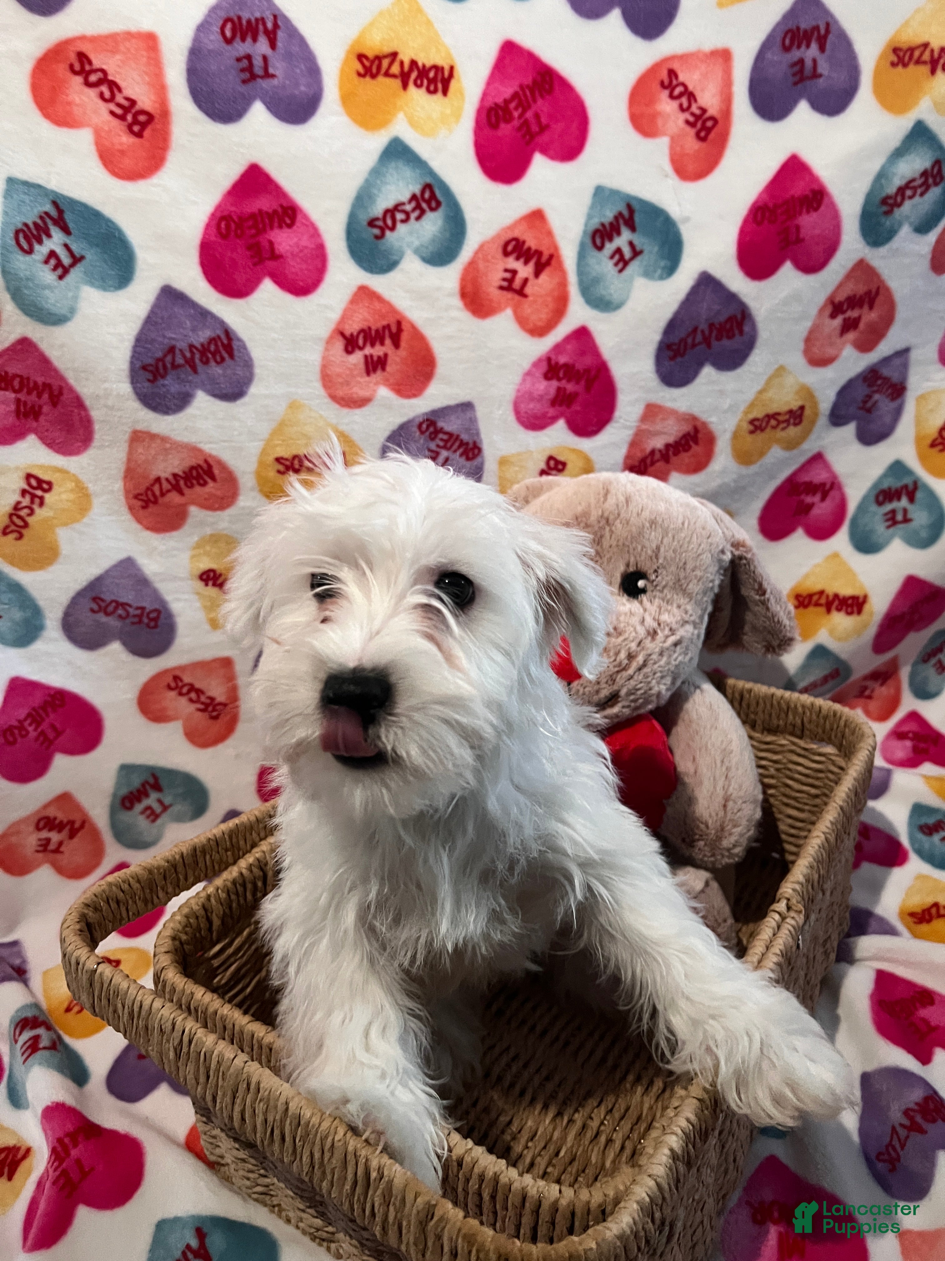 Yochon dogs Rick - Ad 10