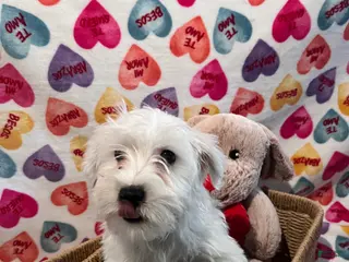 Yochon dogs Rick - Ad 10