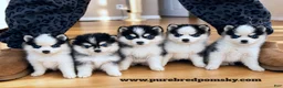 Pomsky dogs for sale: Atlas Micro Pomsky - Ad 2